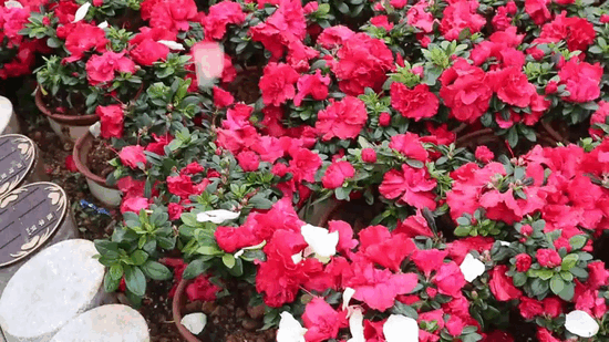 云顶集团(中国区)官方网站