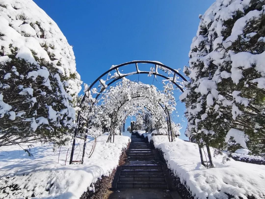 雪落玉龙，三冬含暖。
